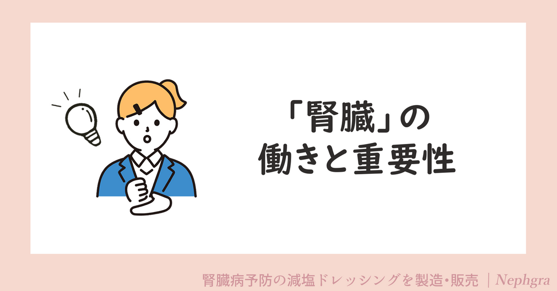 腎臓の働きと重要性