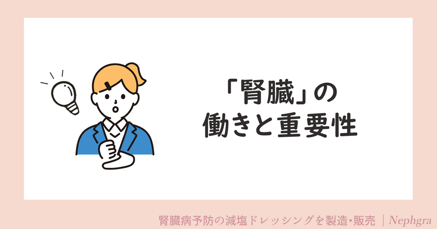 腎臓の働きと重要性